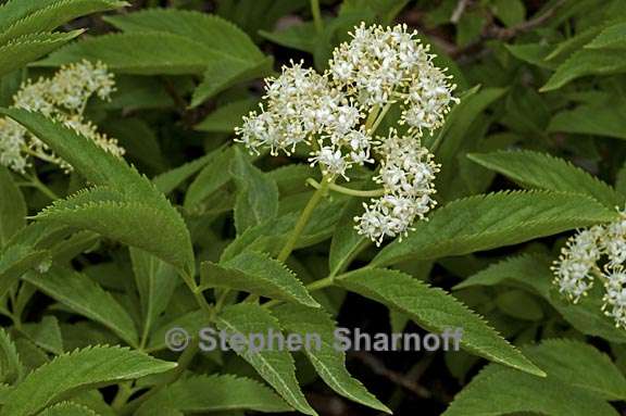 sambucus racemosa ssp racemosa 2 graphic